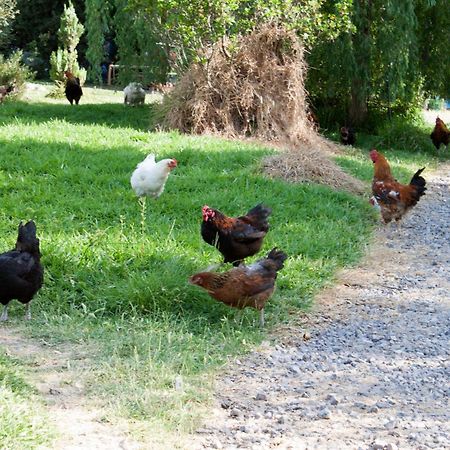 مبيت وإفطار Marrùbiu Il Vecchioliveto Di Ornella المظهر الخارجي الصورة